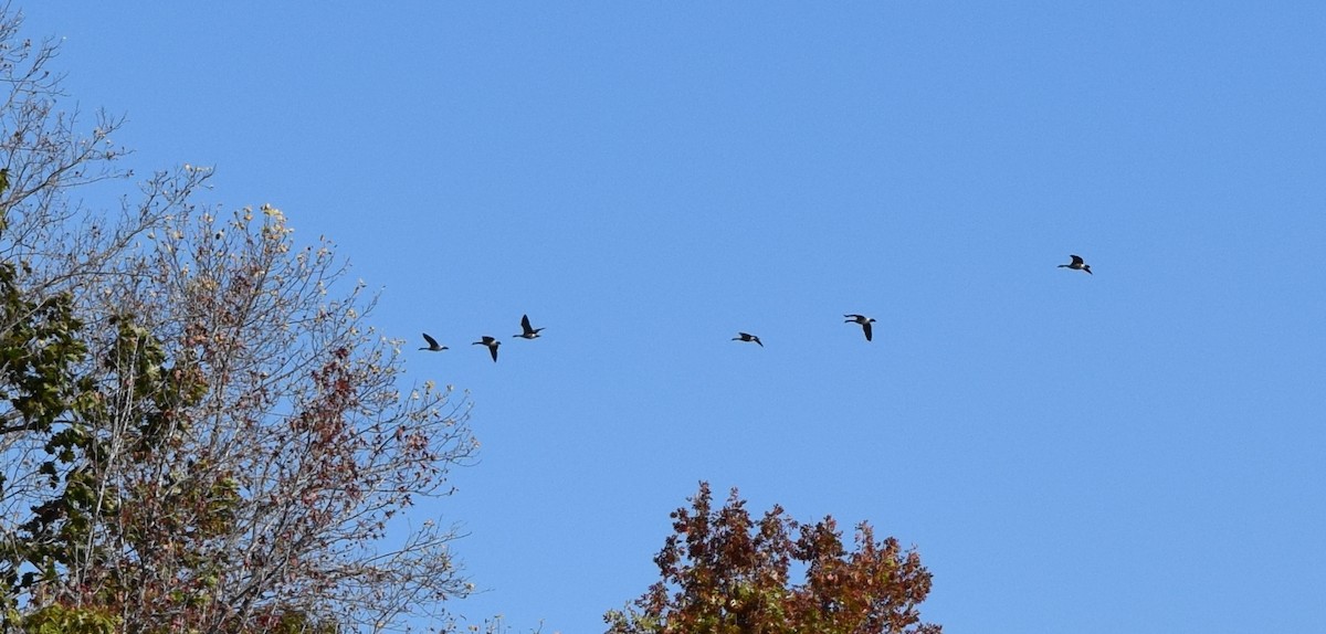 カナダガン - ML644487681