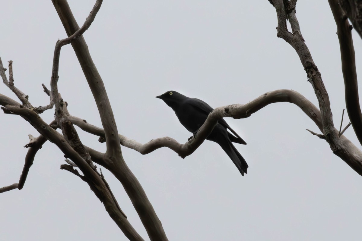 Barred Cuckooshrike - ML644487687