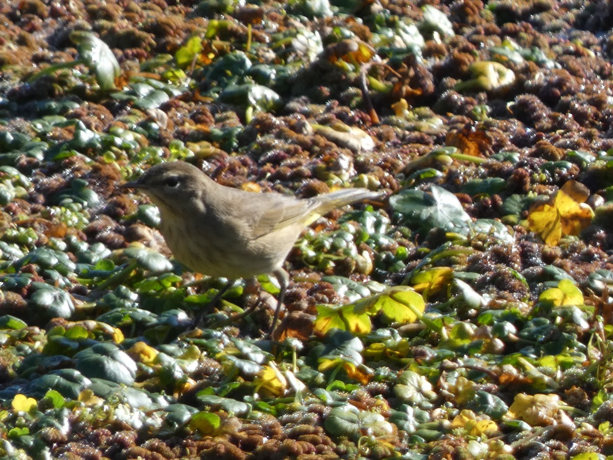 Palm Warbler (Western) - ML644487688