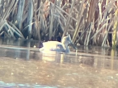 lžičák pestrý - ML644487689