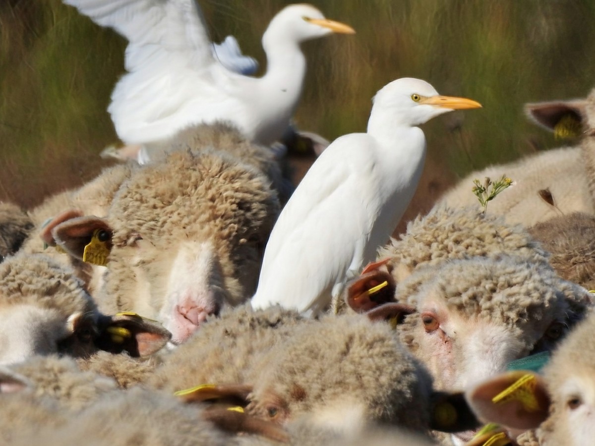 Western Cattle-Egret - ML644487692