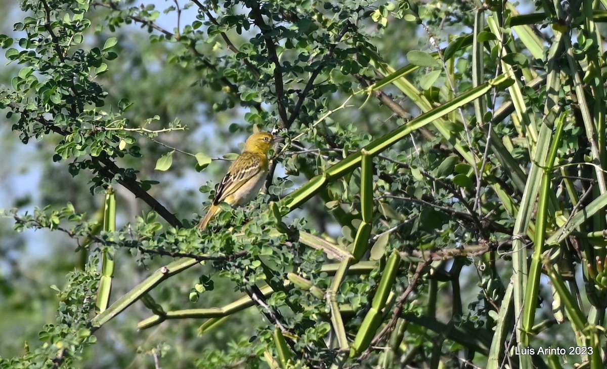 Lesser Masked-Weaver - ML644487704