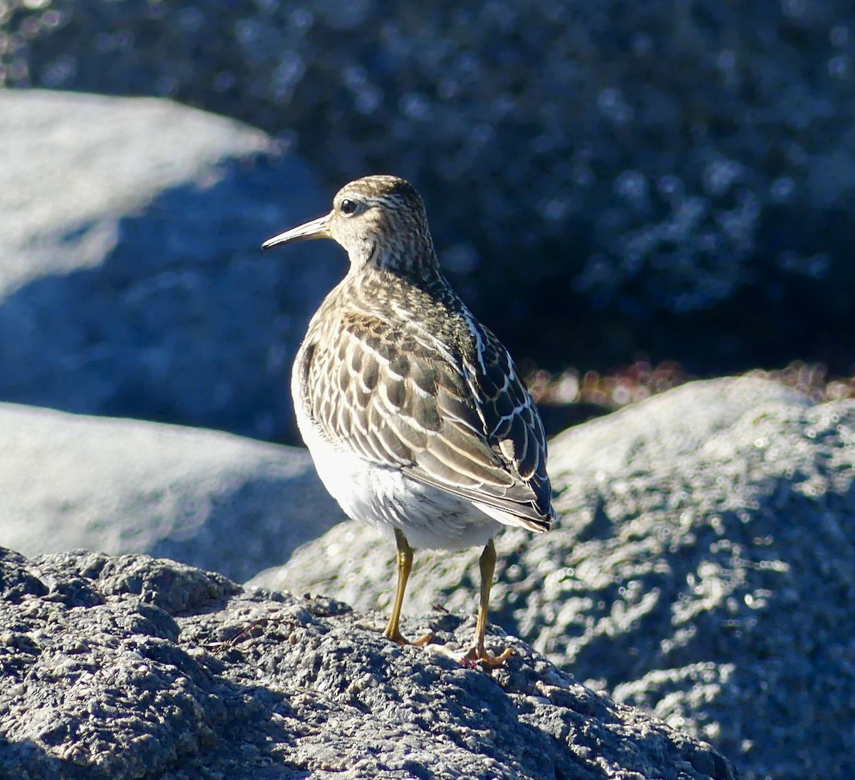 Pectoral Sandpiper - ML644487708