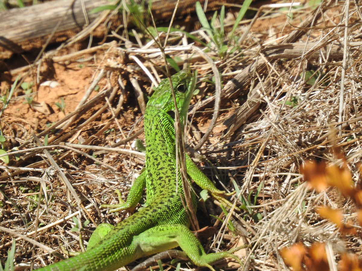 Western Green Lizard - ML644487720