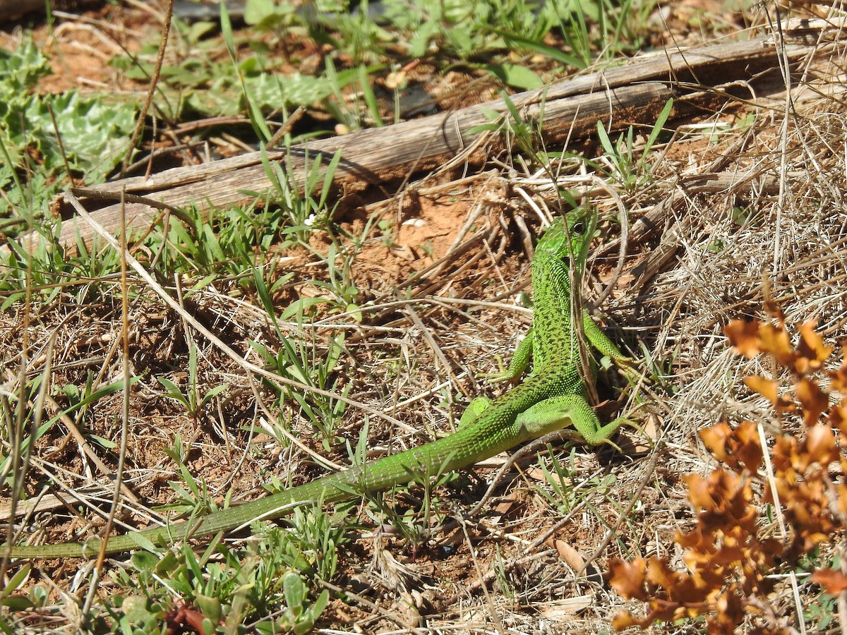 Western Green Lizard - ML644487723