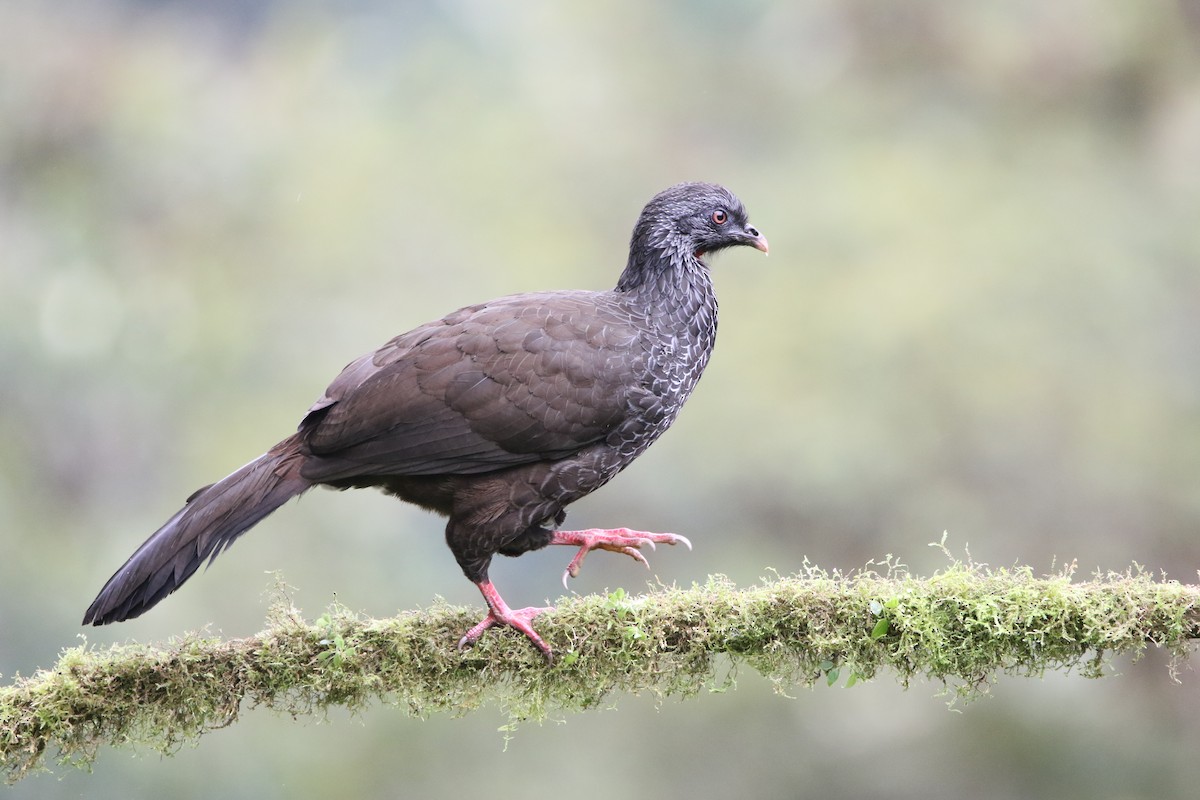 andeshokko - ML644487727