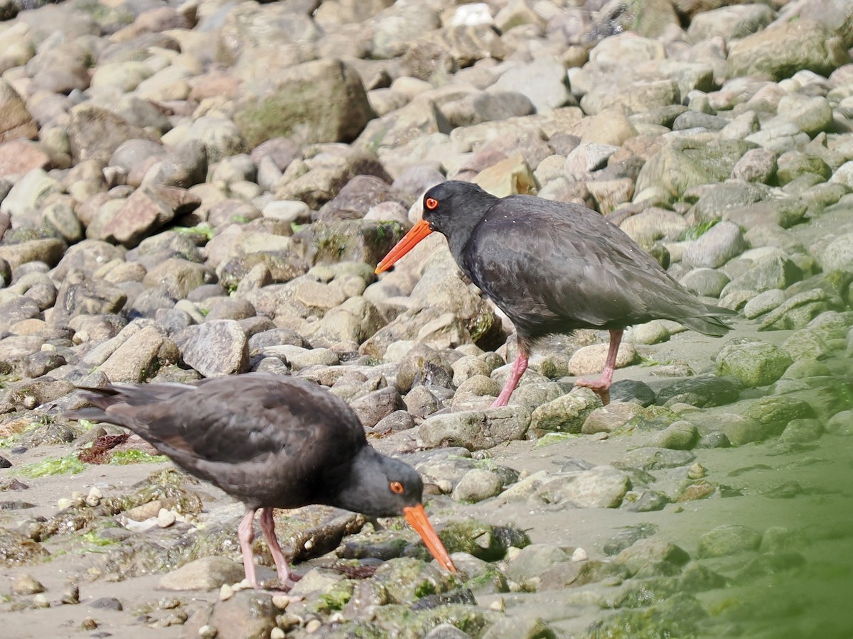 オーストラリアクロミヤコドリ - ML644487731