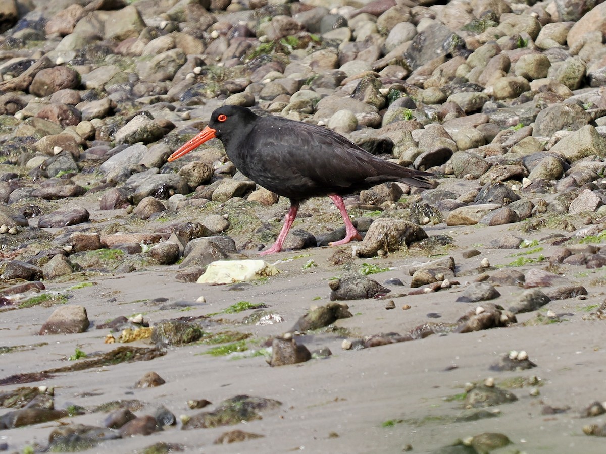 オーストラリアクロミヤコドリ - ML644487732