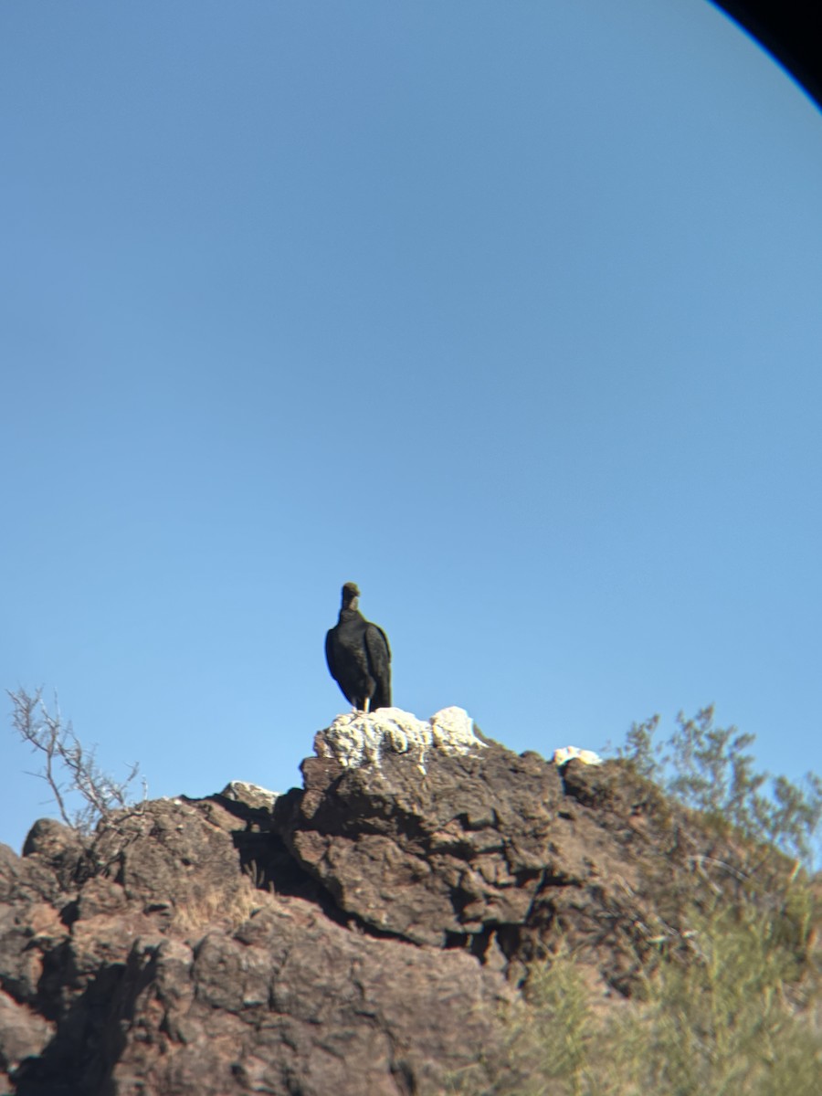 svartkondor - ML644487753