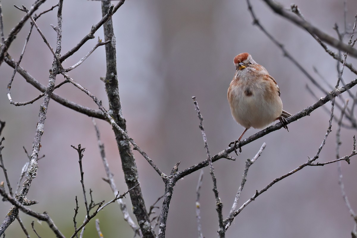 Hudson Körfezi Serçesi - ML644487755