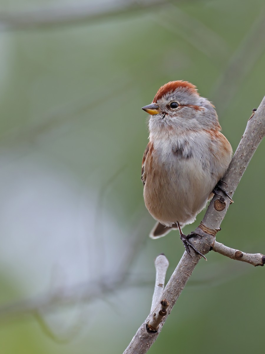 Hudson Körfezi Serçesi - ML644487756