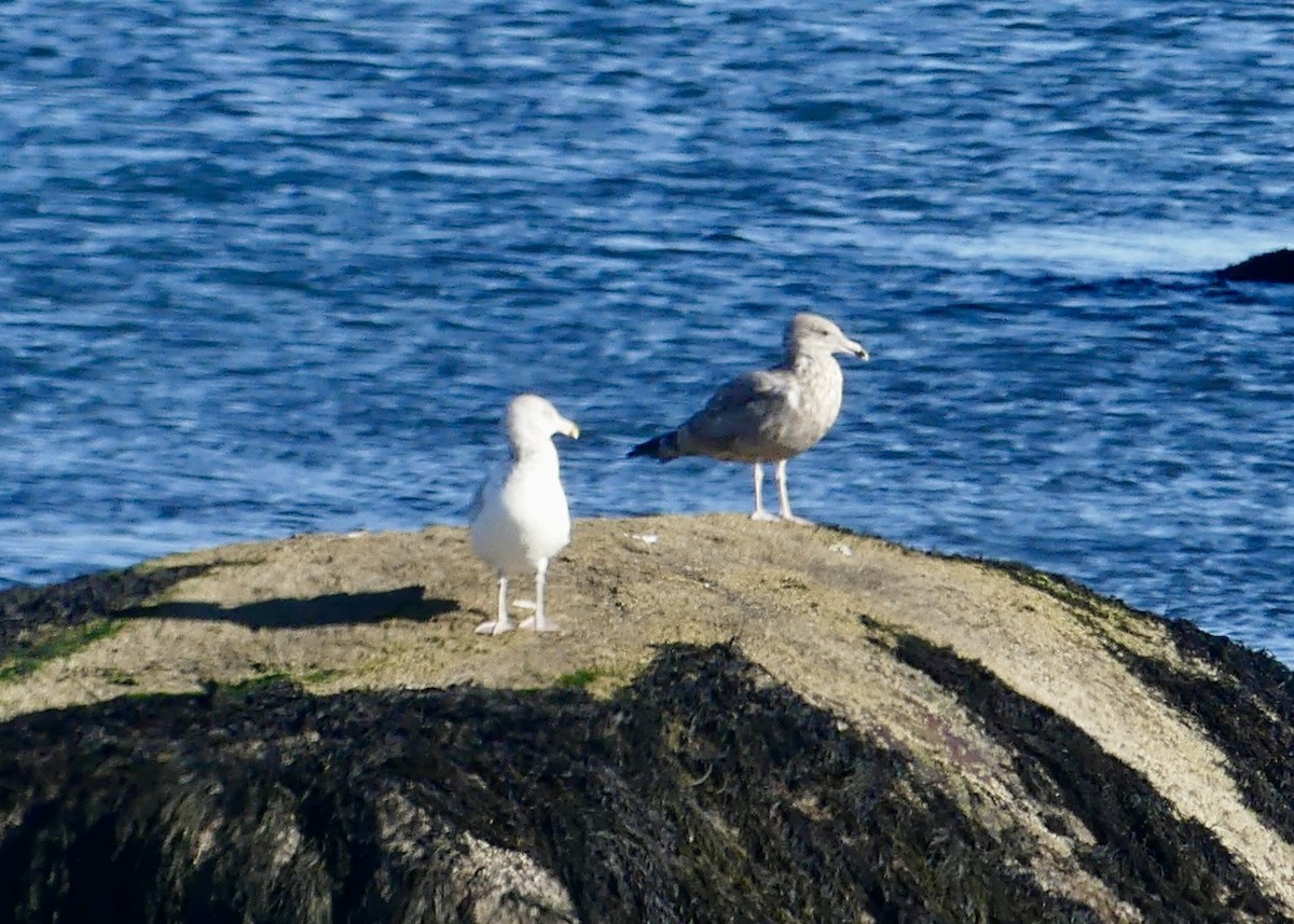 American Herring Gull - ML644487760