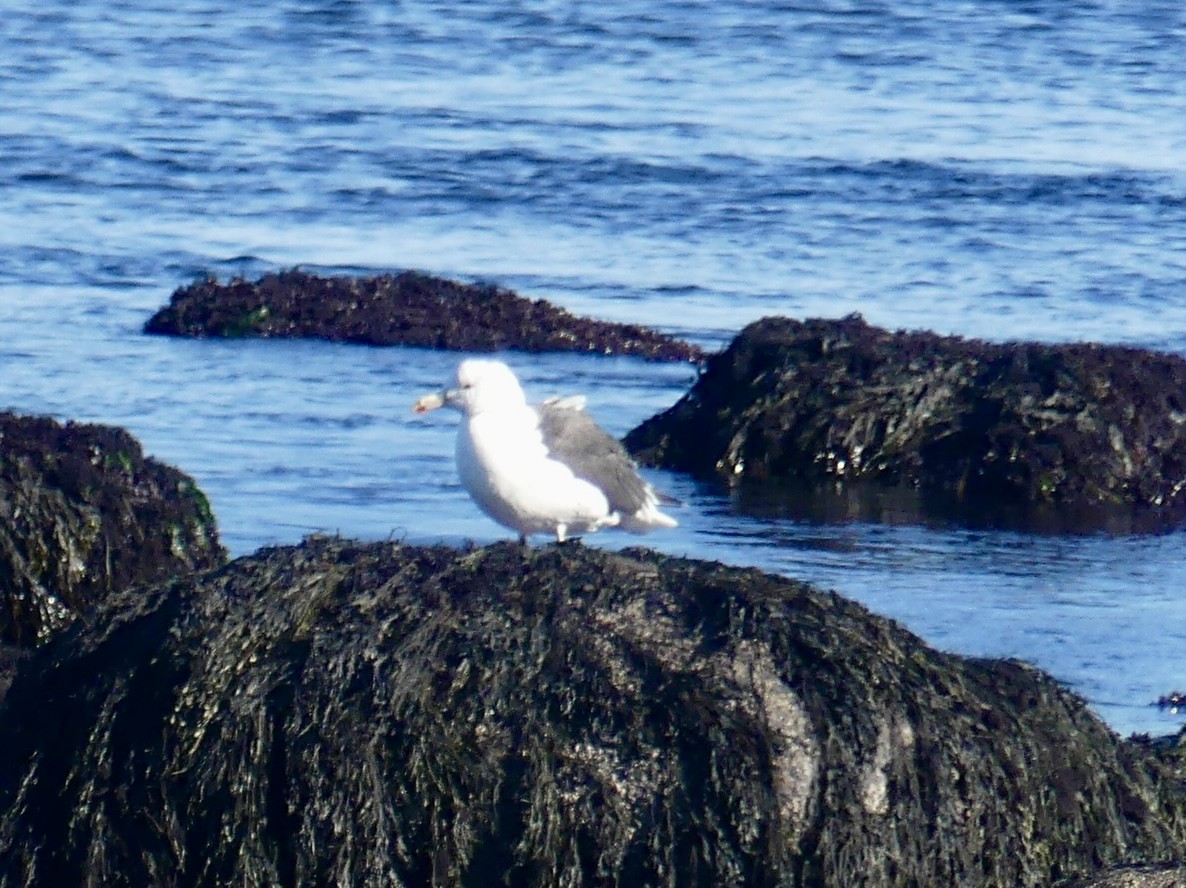 Büyük Kara Sırtlı Martı - ML644487761