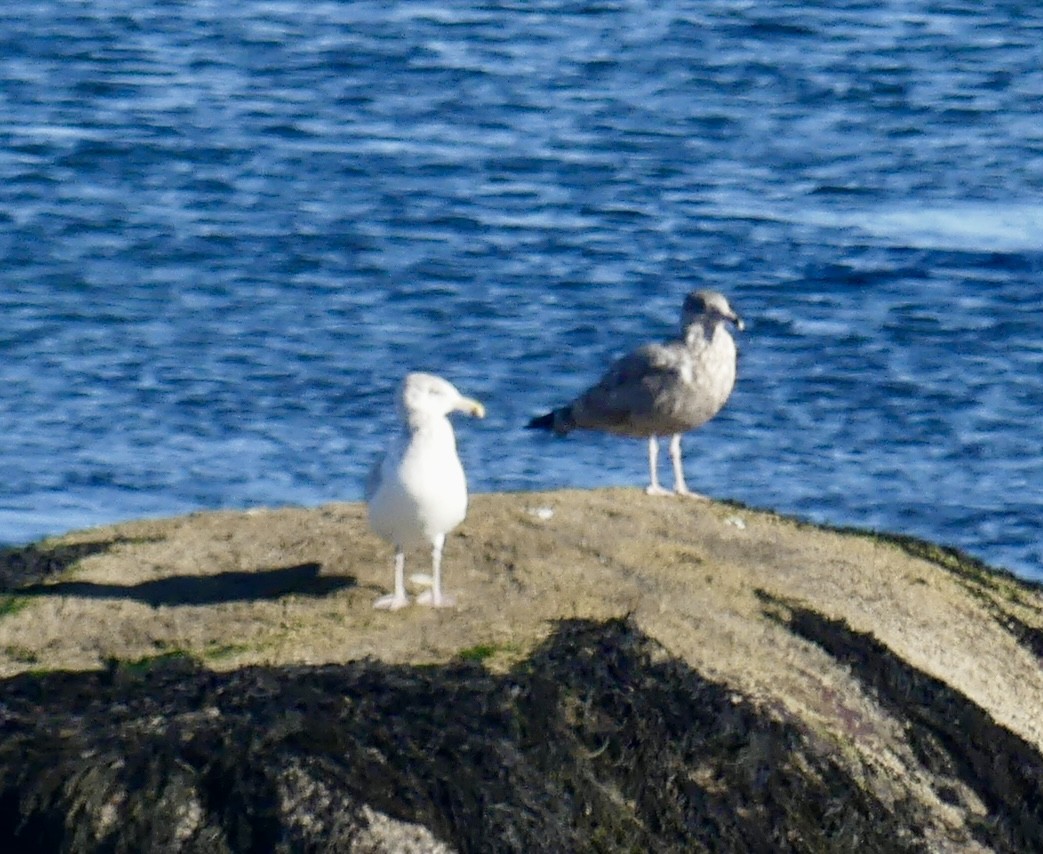 American Herring Gull - ML644487762