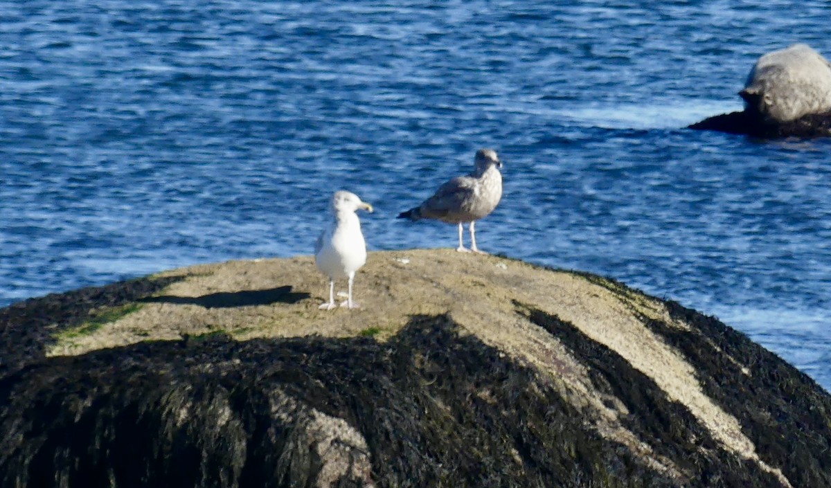American Herring Gull - ML644487763
