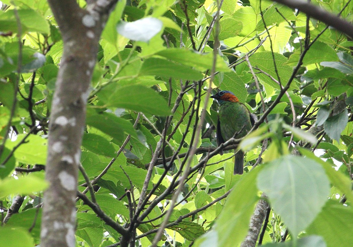 Red-necked Tanager - ML644487783