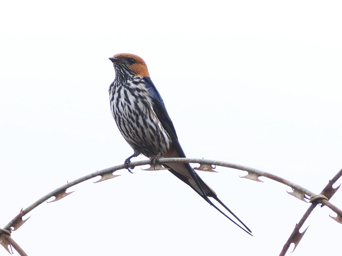 Lesser Striped Swallow - ML644487802