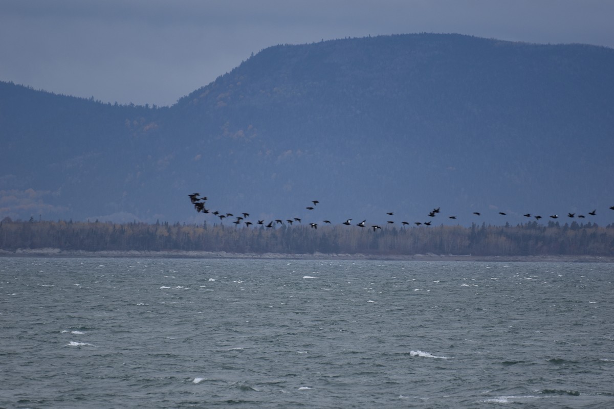 amerikasjøorre - ML644487803