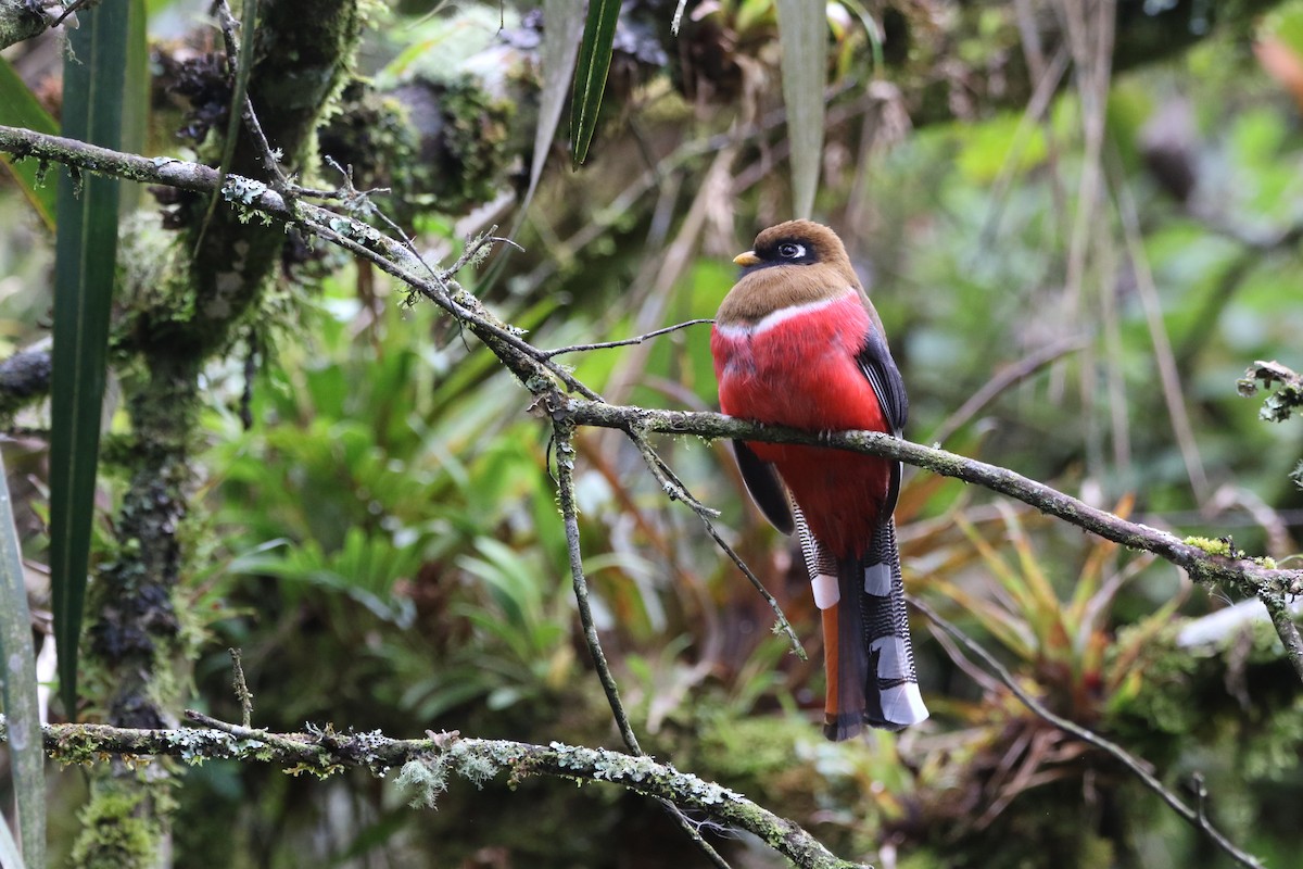 Trogon masqué - ML644487807
