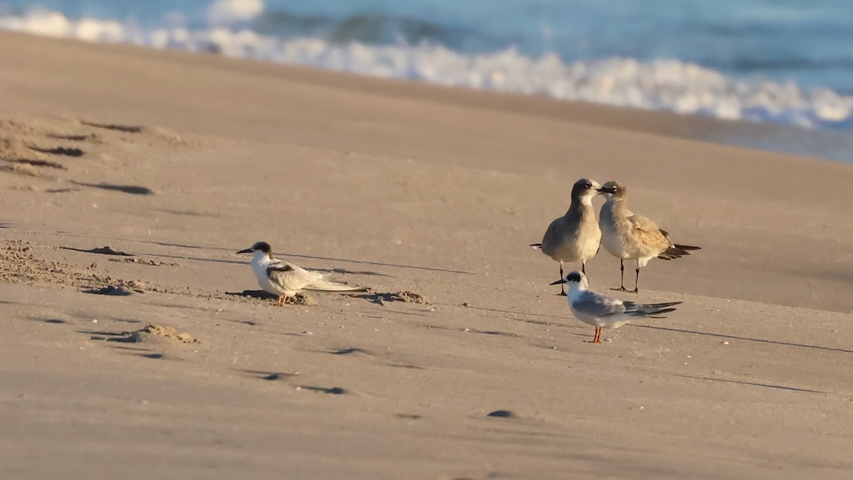 Forster's Tern - ML644487817