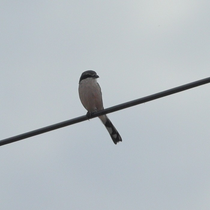 Antzandobi handi iberiarra - ML644487818