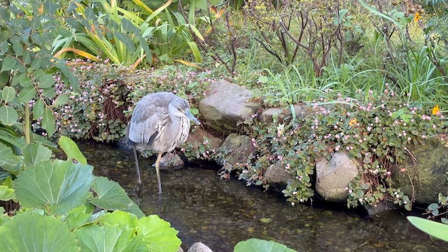 Хөх дэглий - ML644487822