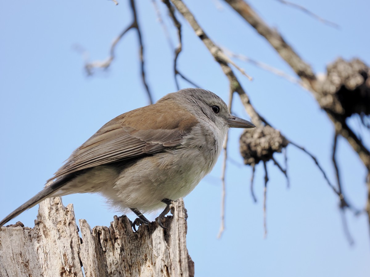 Gri Islıkçıardıç - ML644487825