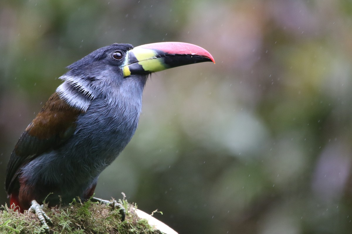 lavendeltukan - ML644487826