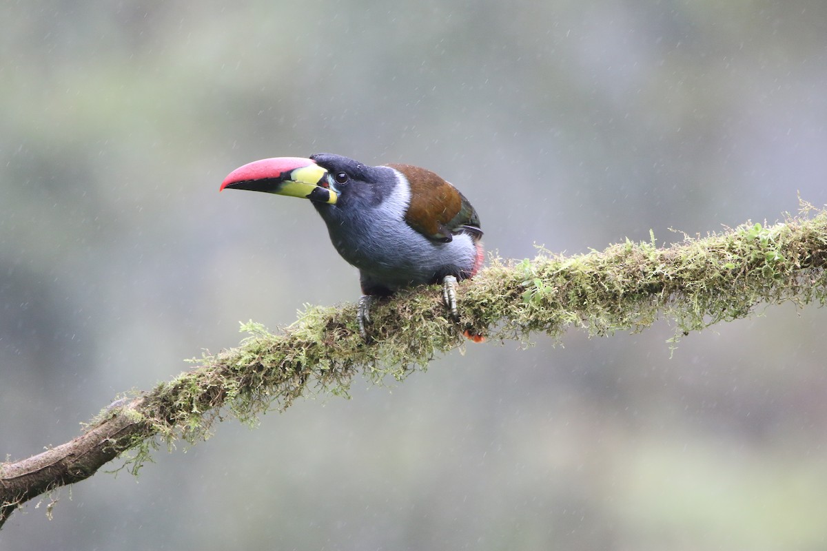 lavendeltukan - ML644487827