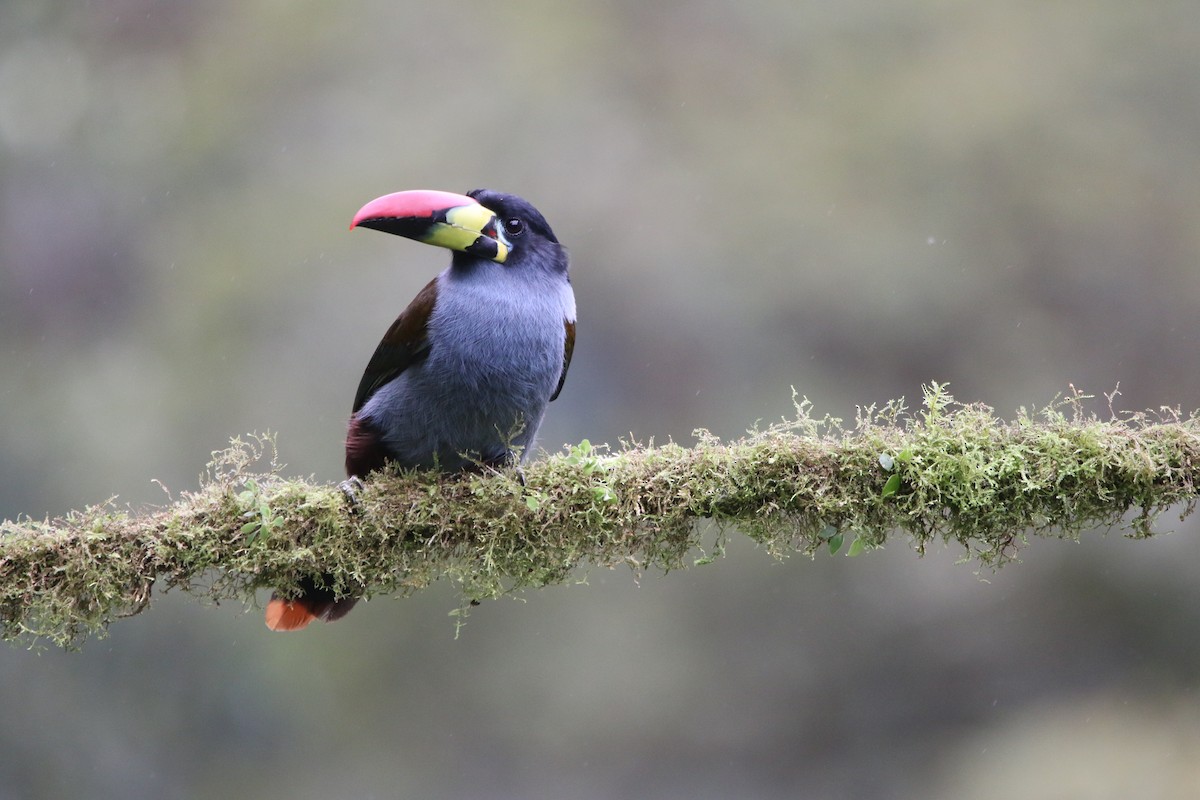 lavendeltukan - ML644487828