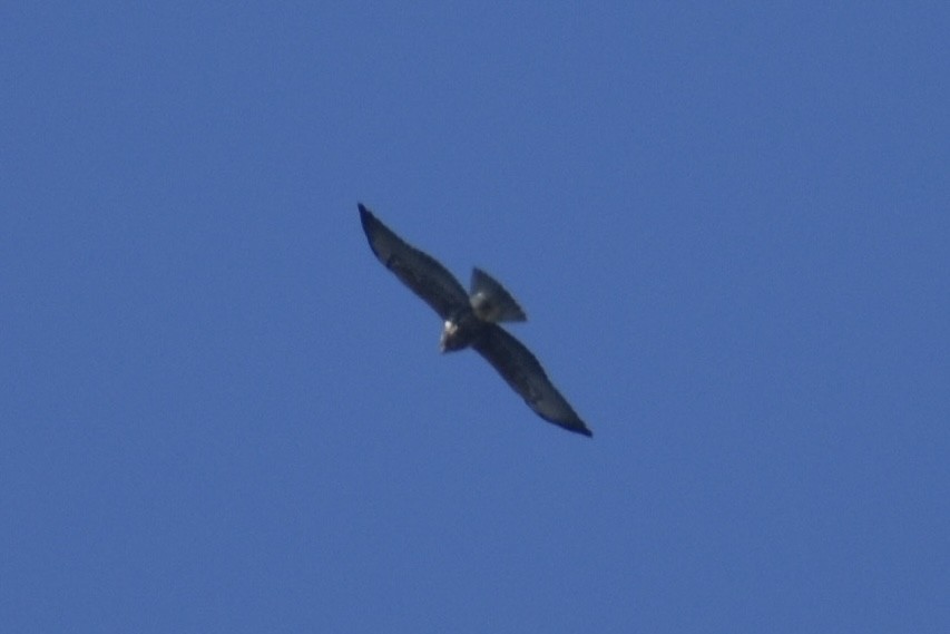 Swainson's Hawk - ML644487830