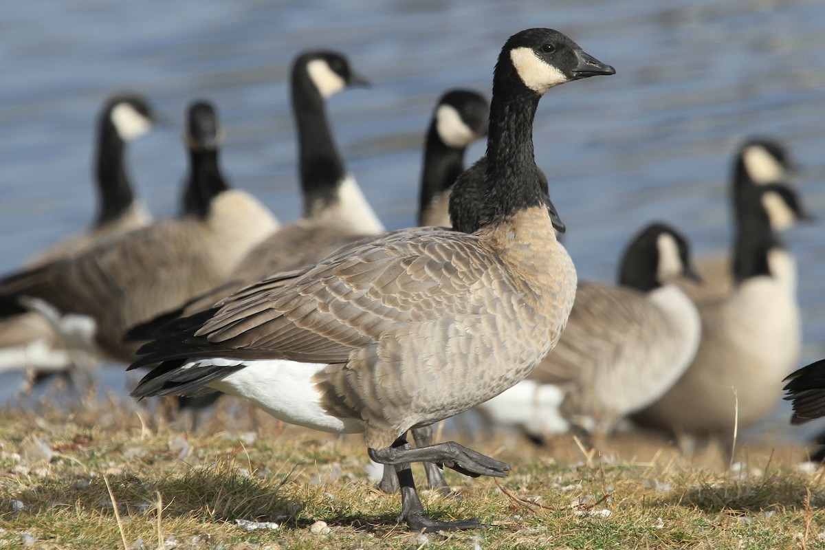 berneška malá - ML644487834