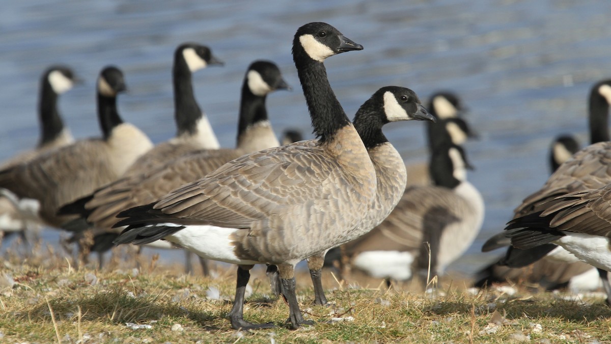 berneška malá - ML644487835