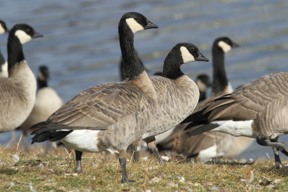 berneška malá - ML644487836