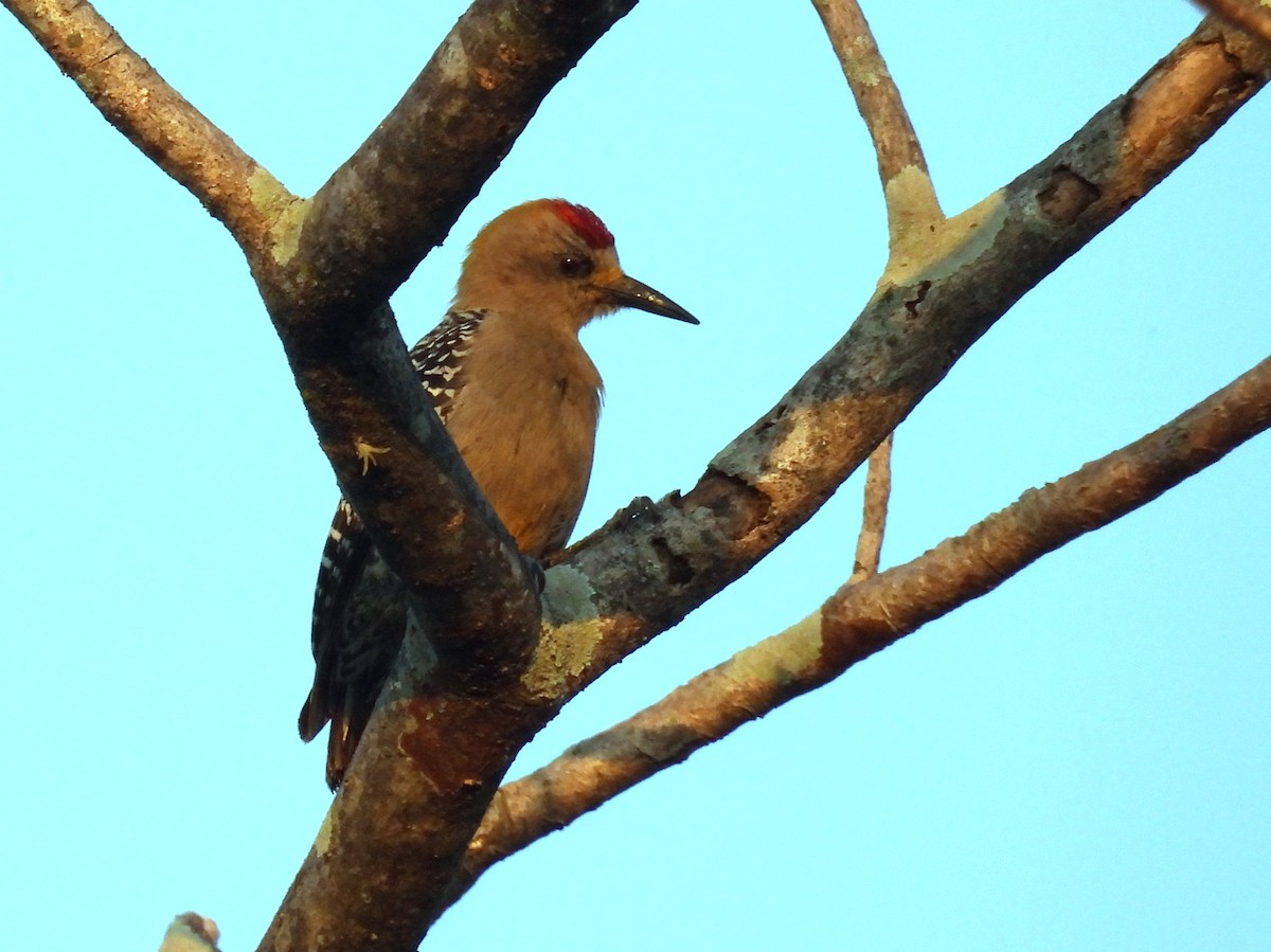 Гіла нікарагуанська - ML644487841