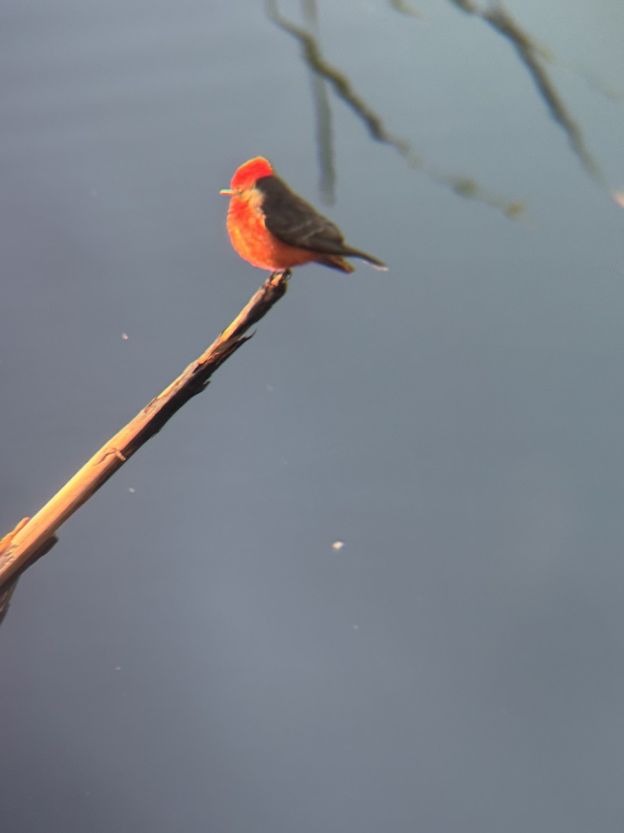 Vermilion Flycatcher - ML644487844