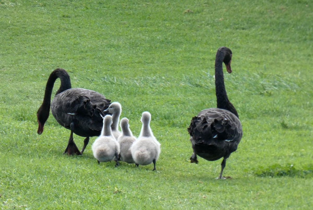 Black Swan - ML644487856