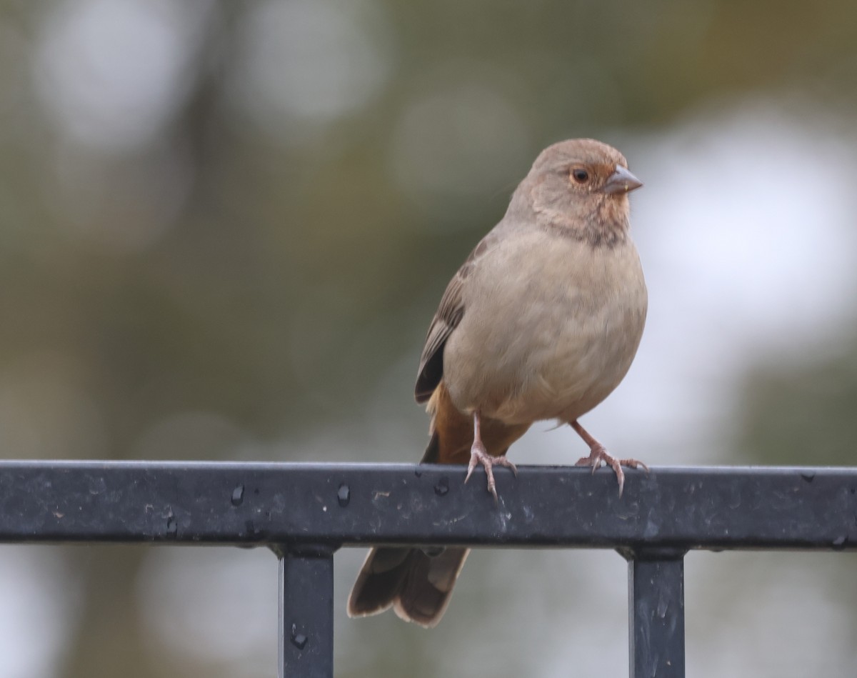 California Towhee - ML644487858