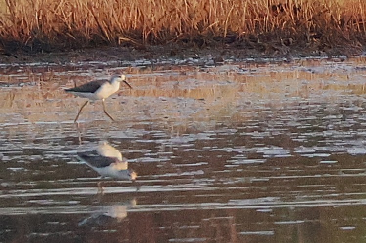 Marsh Sandpiper - ML644487863