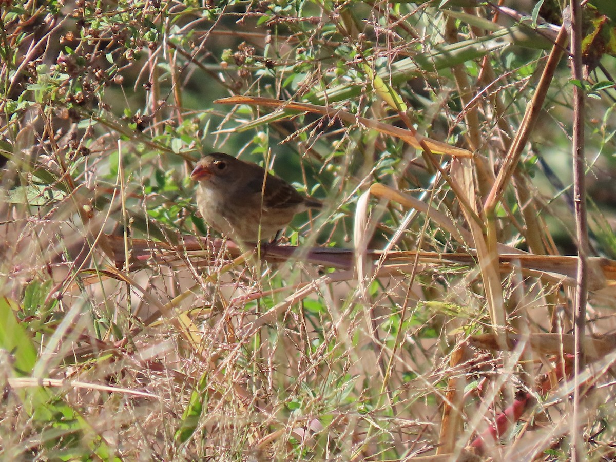 Индиговый колорин - ML644487864