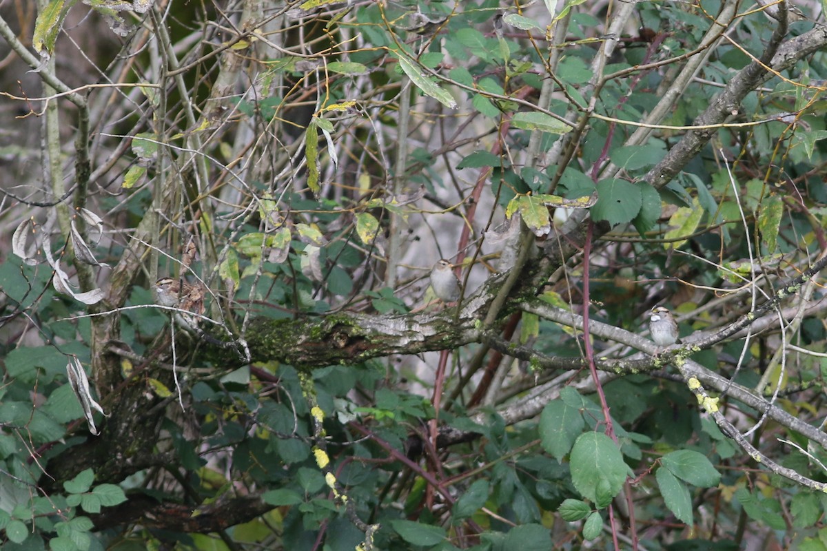 White-throated Sparrow - ML644487868