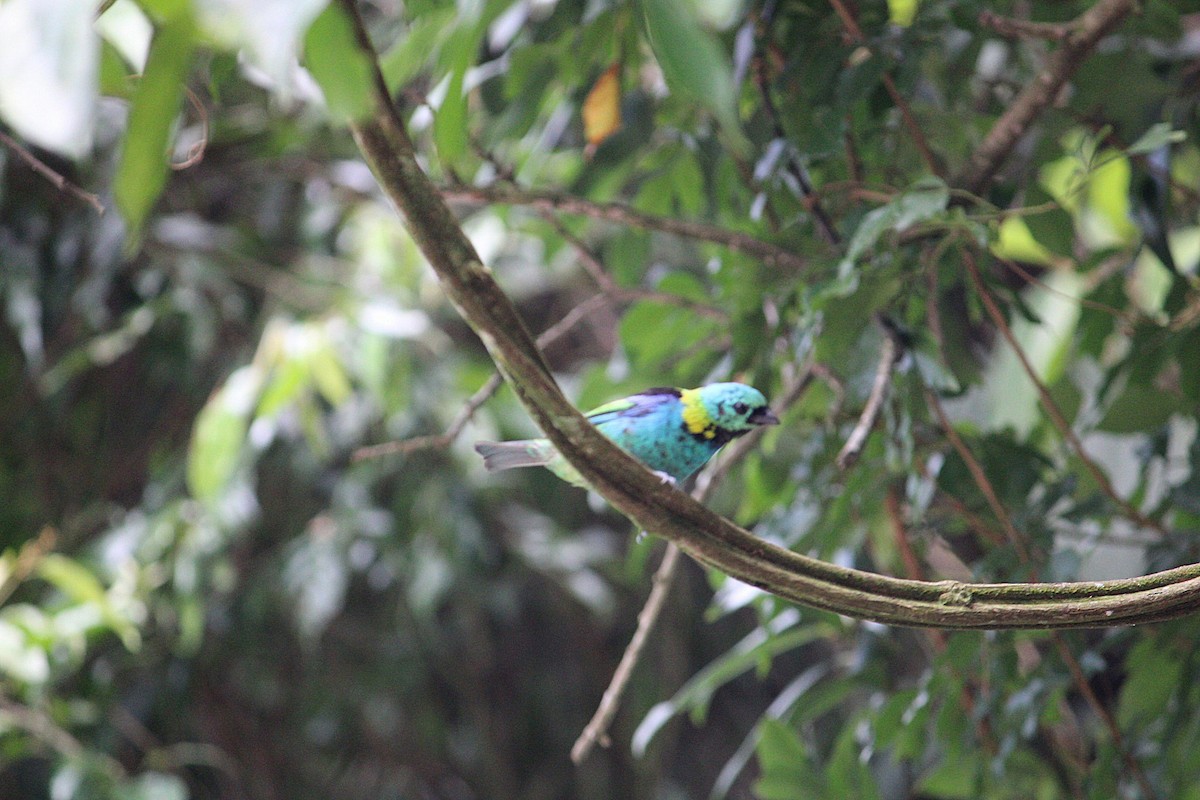 Green-headed Tanager - ML644487875