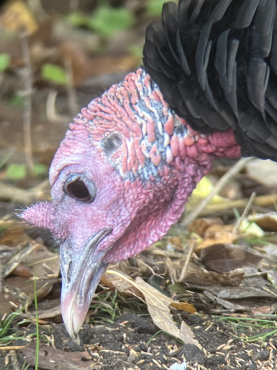 krocan divoký - ML644487879