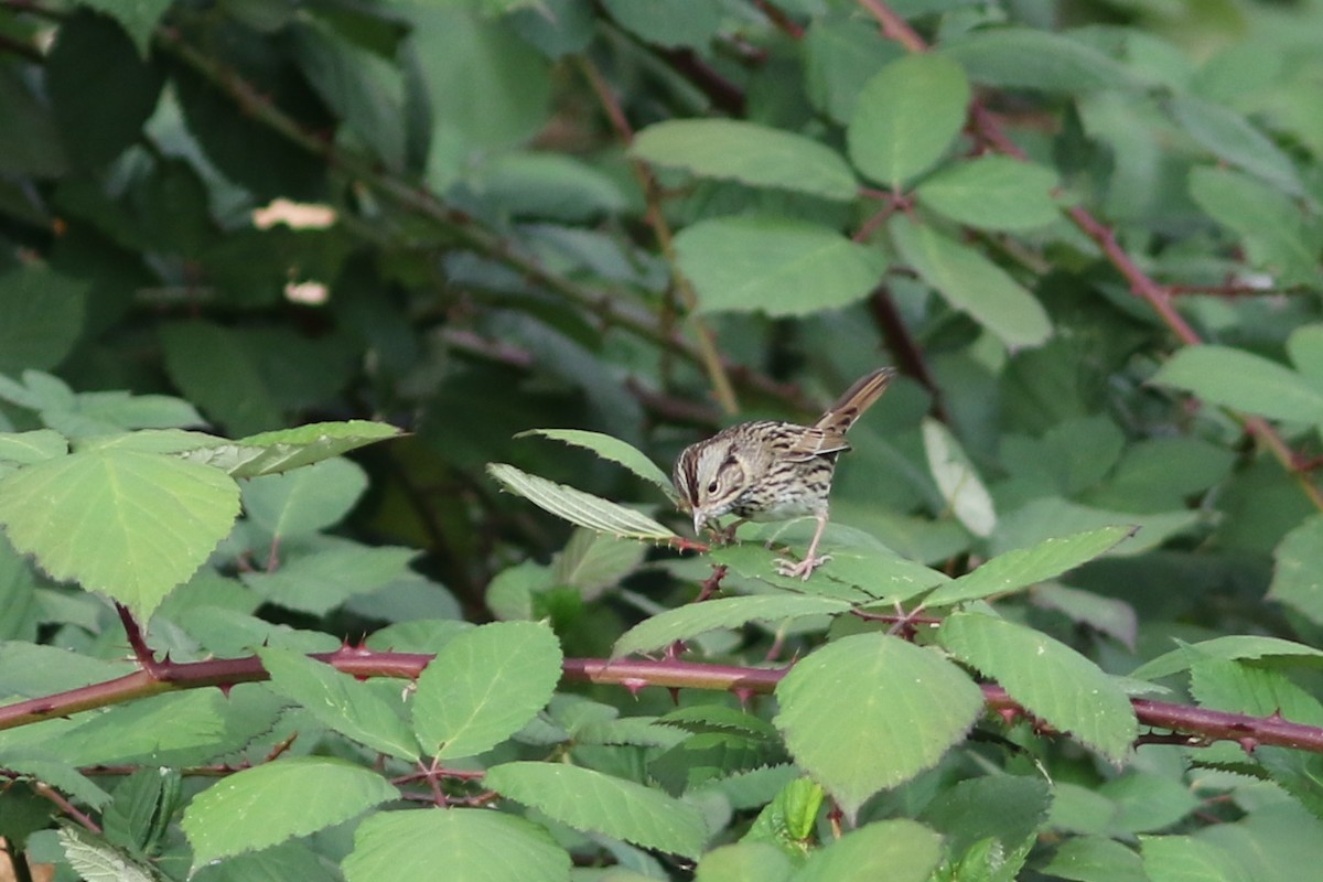 Lincoln's Sparrow - ML644487881