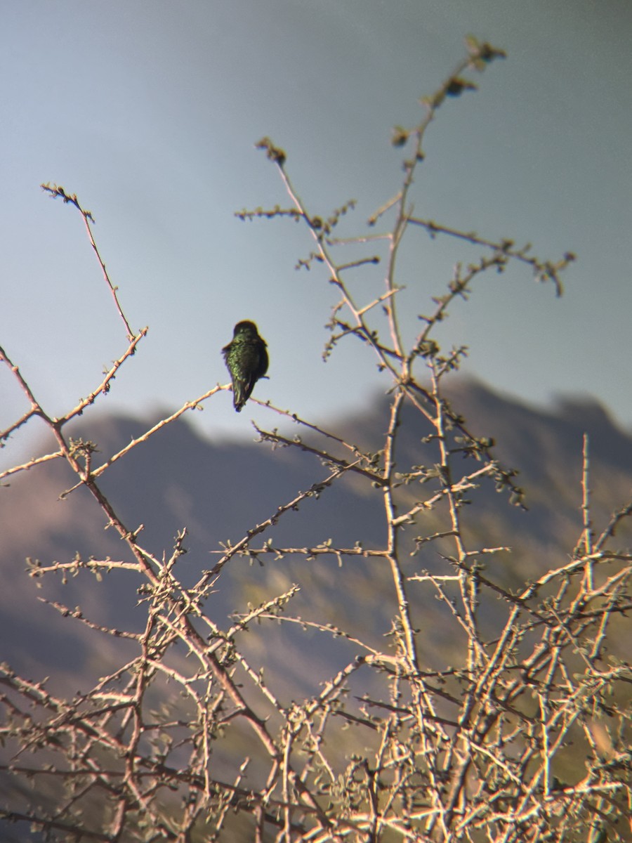Anna's Hummingbird - ML644487900