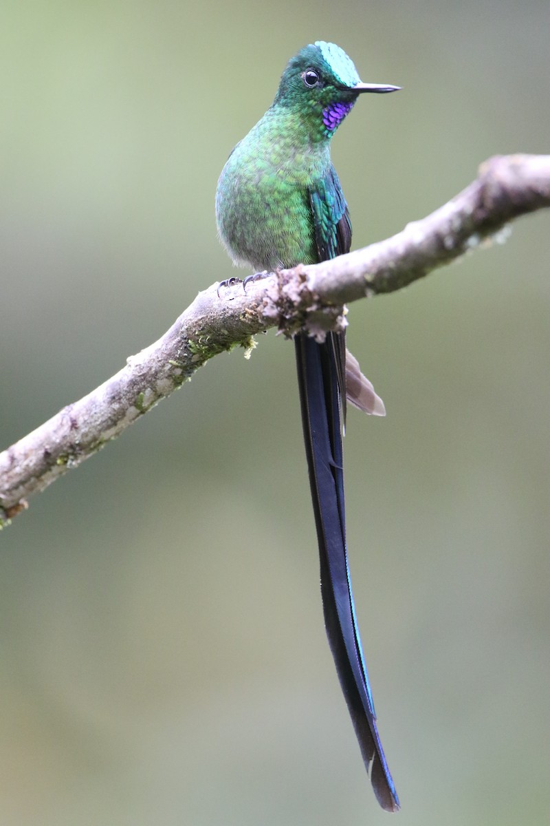 Long-tailed Sylph - ML644487902