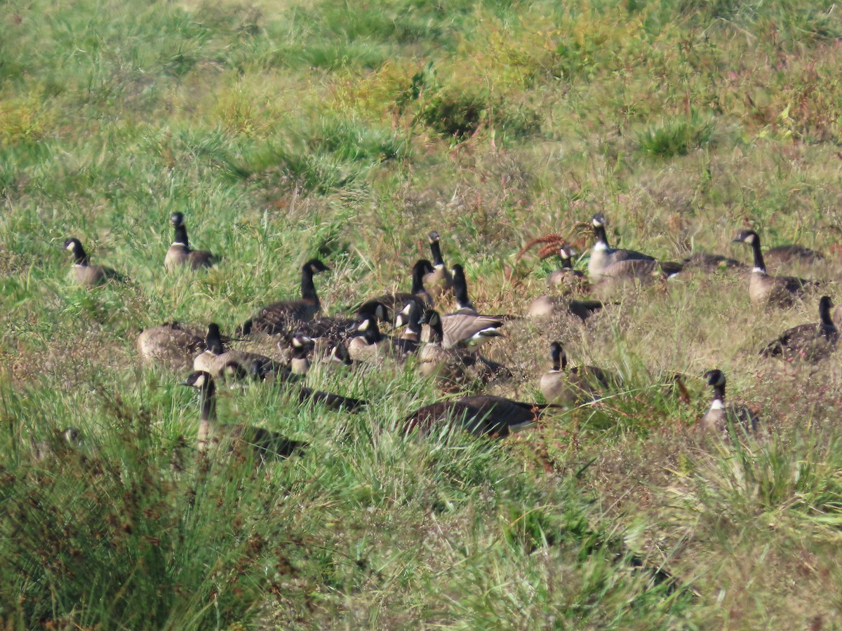 Cackling Goose (Aleutian) - ML644487903