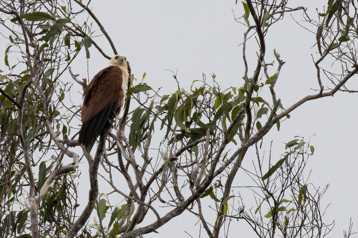 Brahminy Kite - ML644487904
