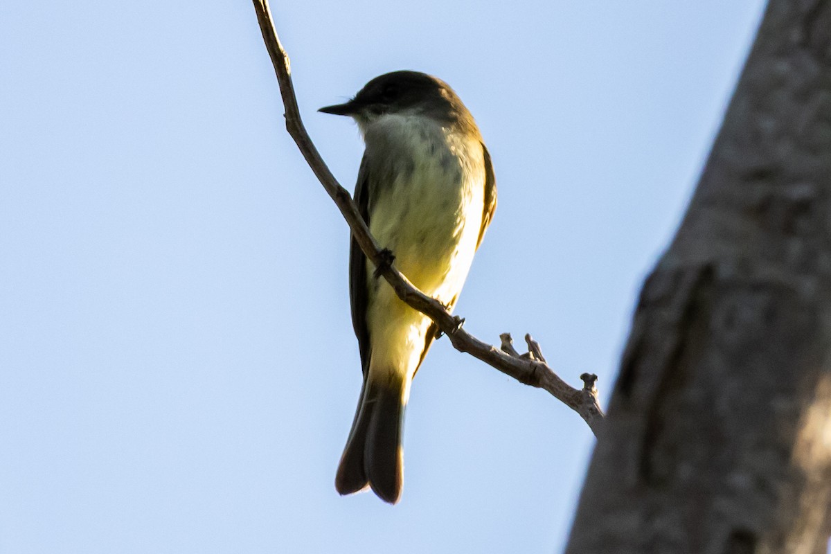 Eastern Phoebe - ML644487908