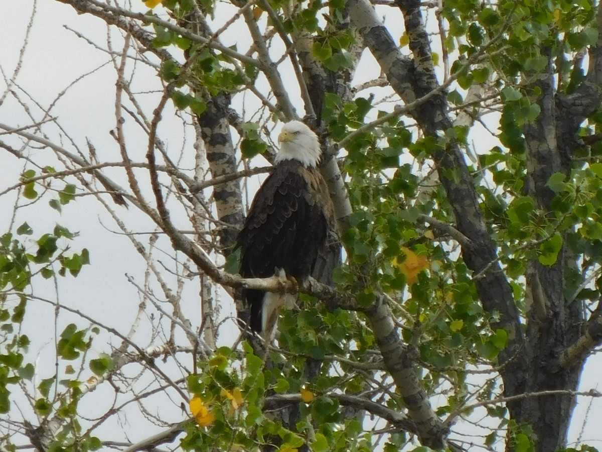 Bald Eagle - ML644487910